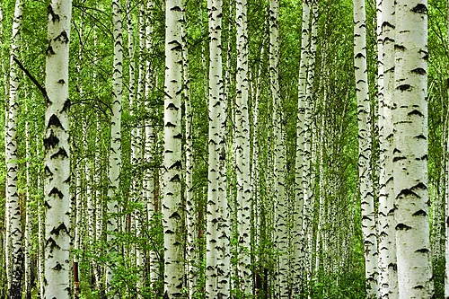 HUNTONIT Design Forest, 4 stk Antikk vegg