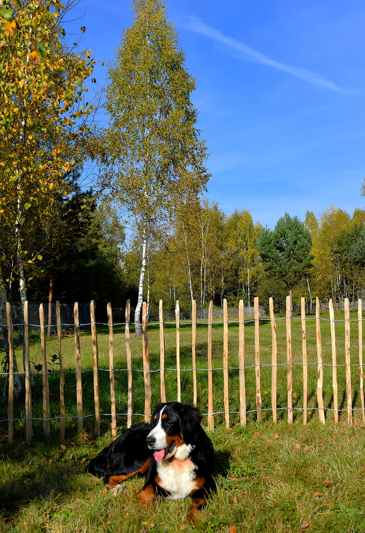 Stakittgjerde 120x100 cm hasseltre null - null - 3 - Miniatyr