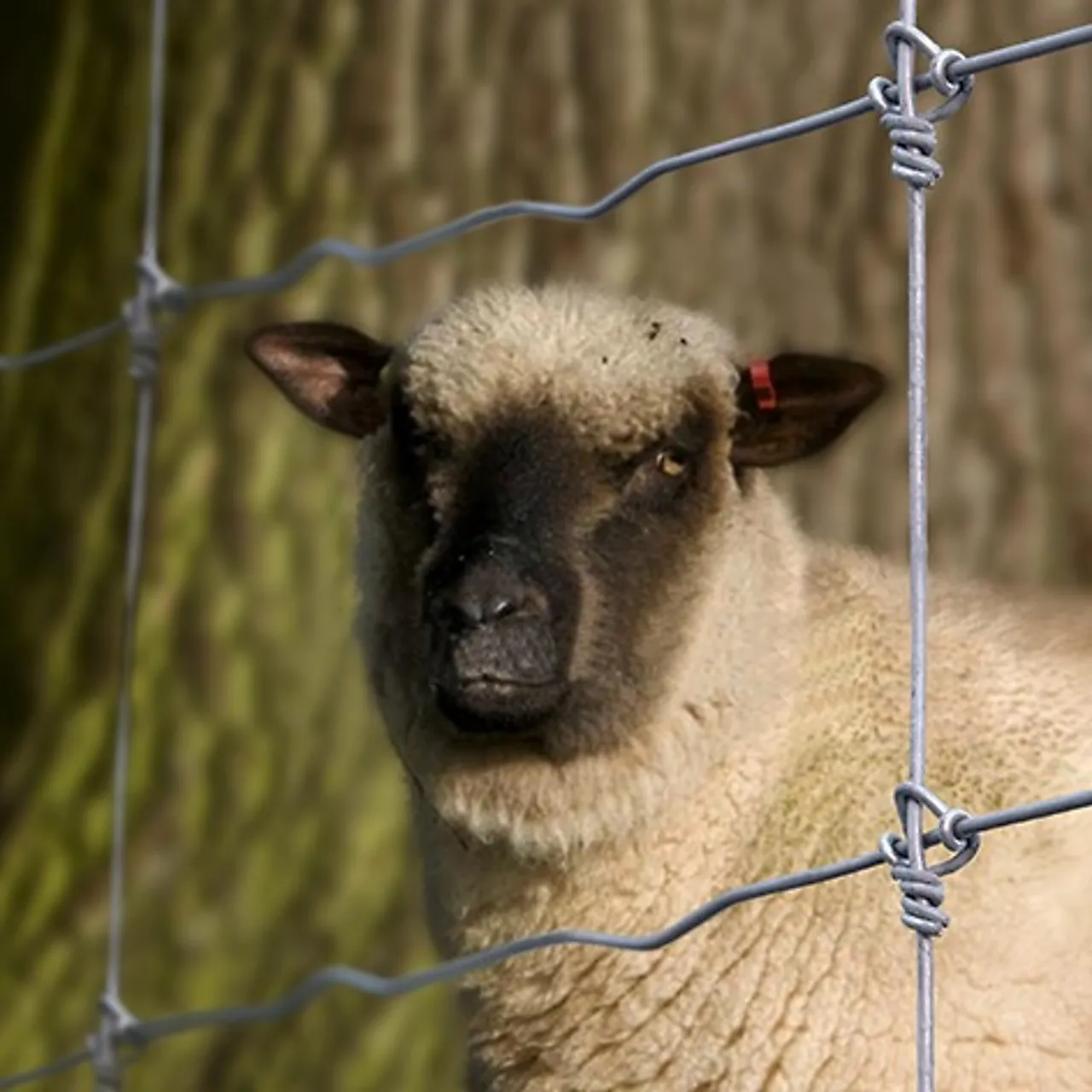 Sauenetting 0,9 x 100 meter Sauenetting 0,9 x 100 meter