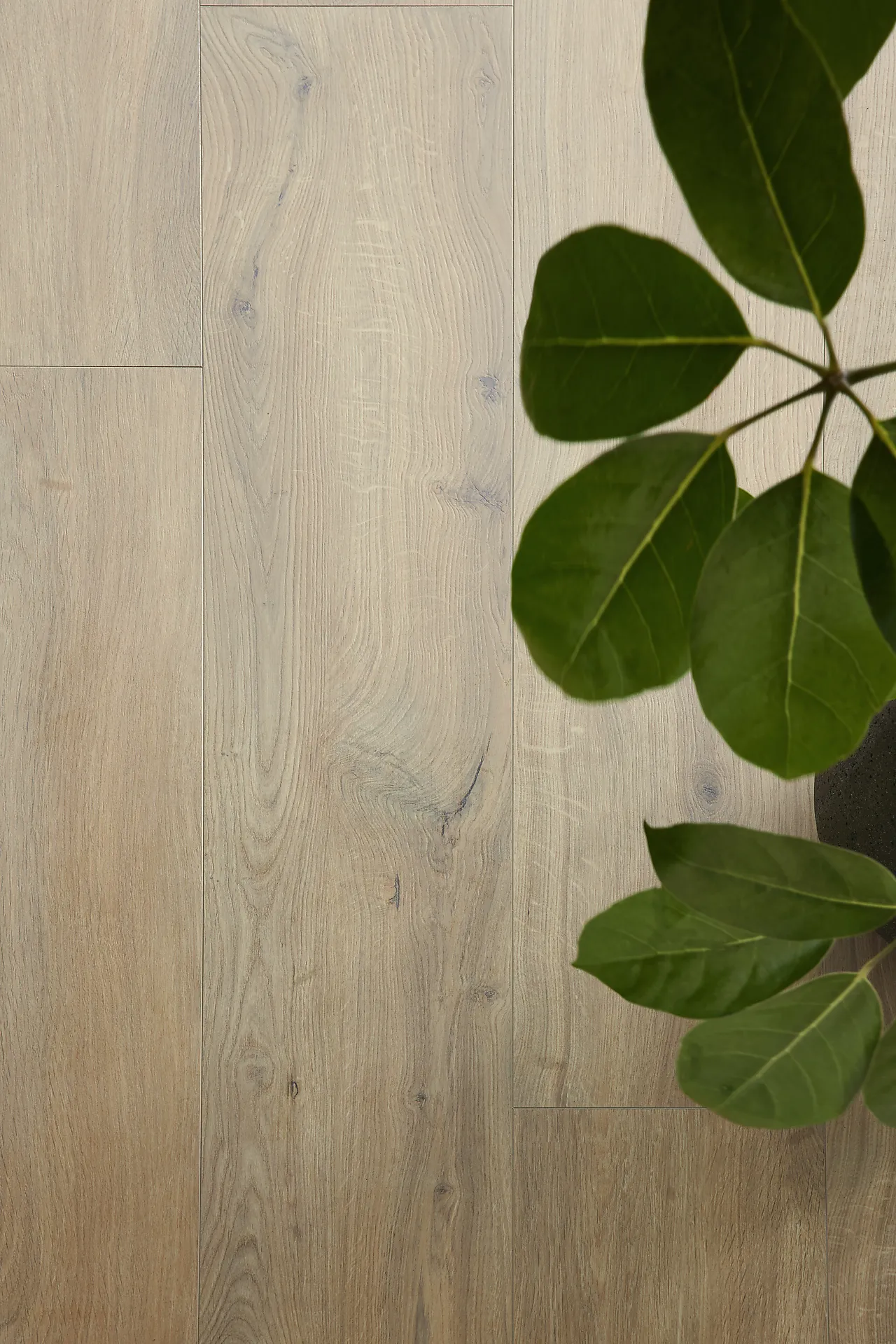 BerryAlloc Ocean 12 V4 Gyant Warm Natural laminatgulv null - null - 3 - Miniatyr